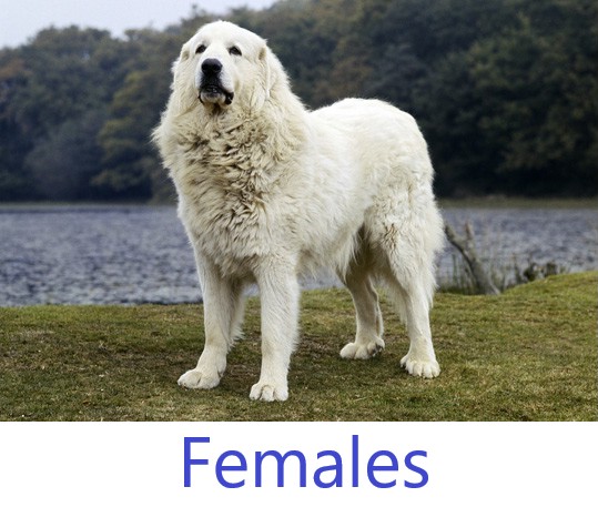 Great Pyrenees Females